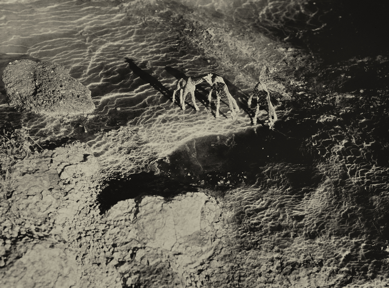 14,Rothschilds Giraffe Geysir Iceland